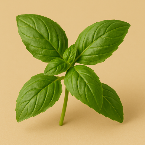 Natürliches Basilikum Aroma