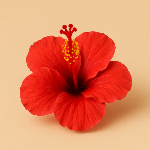 Bio Hibiskusblüten Extrakt