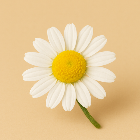 Bio Kamillenblüten Extrakt (flüssig)