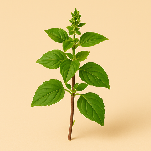 Tulsi (indischer Basilikum) Auszug