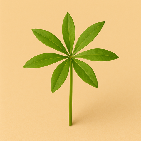 Natürliches Waldmeister Aroma